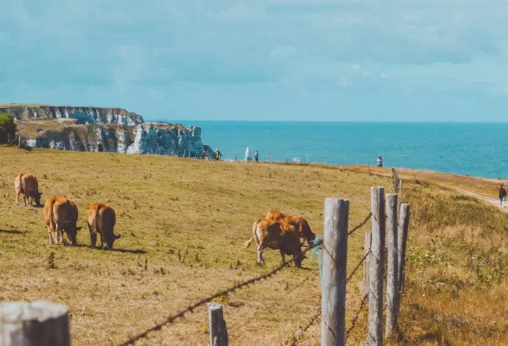 paturages d'etretat